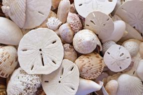 white seashells on the tropical coast