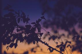 Close-up of the beautiful plants, with the leaves, at beautiful and colorful, gradient sunset