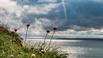blooming wild flowers on a cliff by the sea