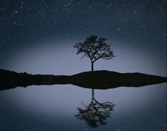 Night Landscape tree water