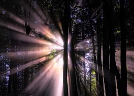 Forest Sunlight violet