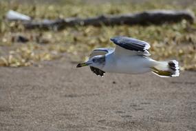 Beautiful, colorful and cute bird, flying above the ground with plants