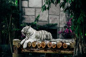 white tiger in the zoo