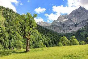 Landscape Tree and green grass