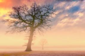 Sunset Dawn Nature tree