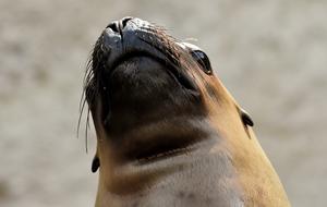 nice Seal Sea Lion