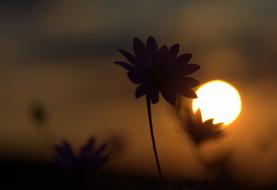 photo of flowers against the background of the evening sun