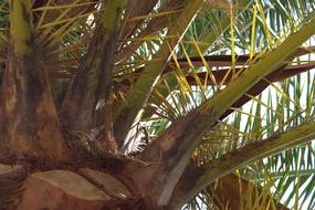 Close-up of the beautiful palm tree, with the colorful leaves, in sunlight