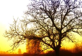 rising sun rays in the branches of a large tree