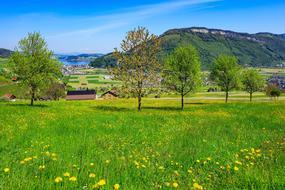 Lake and green grass At the foot of the Mountain Stanserhorn