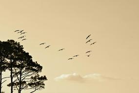 Birds Formation Flying tree