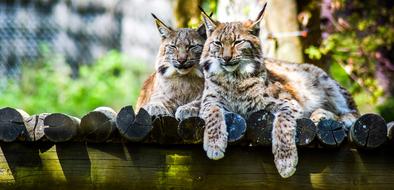 Beautiful and colorful, lynxes on the wood, in the zoo in Paugres, Ardeche, France