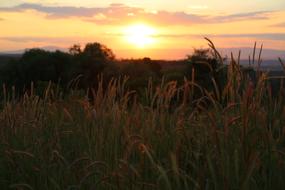 Colorful grass at beautiful and colorful sunset