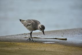 small Sea Bird Wild