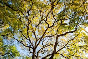 beautiful wide tree crown with new foliage at Spring