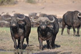 Animal with horns in Wildlife