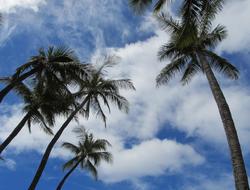 photo of tall tropical palm trees against a blue cloudy sky