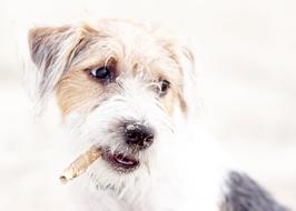 Dog Terrier with cigar closeup