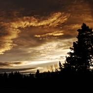 Silhouettes of Tree at Sunset