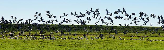 Beautiful and colorful, flying geese, above the green grass, near the North Sea