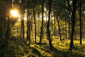 Tree Green Nature sun