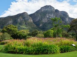 Kirstenbosch Garden In Cape Town