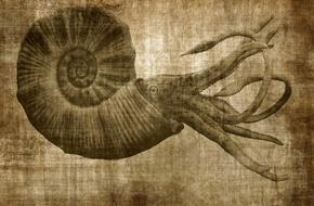 Background Texture octopus