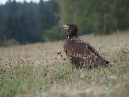 Eagle Bird Animal in wildlife