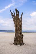 Exotic Beach tree old