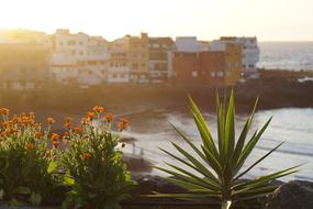 Sunset Sea flowers city