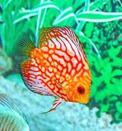 Fish Aquarium orange