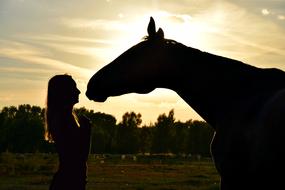 Sunset Horse and girl
