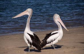 Beautiful, cute, white and black pelicans, on the sandy beach of Queensland, Australia, in sunlight