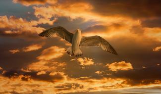 Gull Bird Flying gold sky