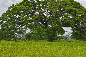 giant wide Tree near field, sri lanka