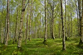 Beautiful birch forest with green grass and foliage in Norway