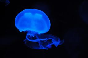 Beautiful, bright, blue jellyfish, at black background