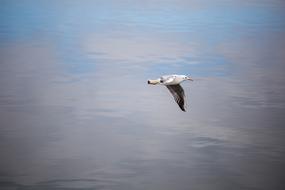 Seagull in flight above the water