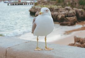 Seagull Bird white