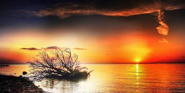 Beautiful Moens Klint with the tree on the shore, at colorful sunset, in Denmark