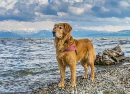 Beautiful, cute and colorful Golden Retriever dog, standing near the beautiful Lake Constance, on the beach