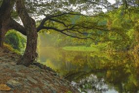 green trees of the forest are reflected in the calm water