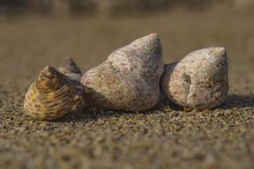 Shells Nature
