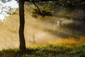 Forest Scenery Mist sun