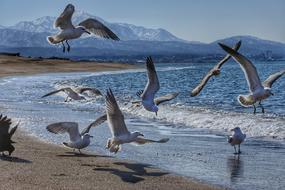 seagulls in the surf on a sunny day