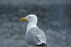 Beautiful, white and gray seagull with yellow beak, on the shore of North Sea