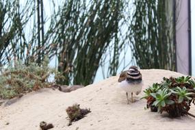 Sand Nature and green Succulents