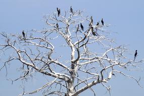 black cormorants on a tree without leaves on a sunny day