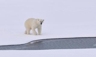 Beautiful, fluffy Polar bear, on the white snow in Arctica