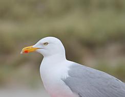 seabird on a blurred background